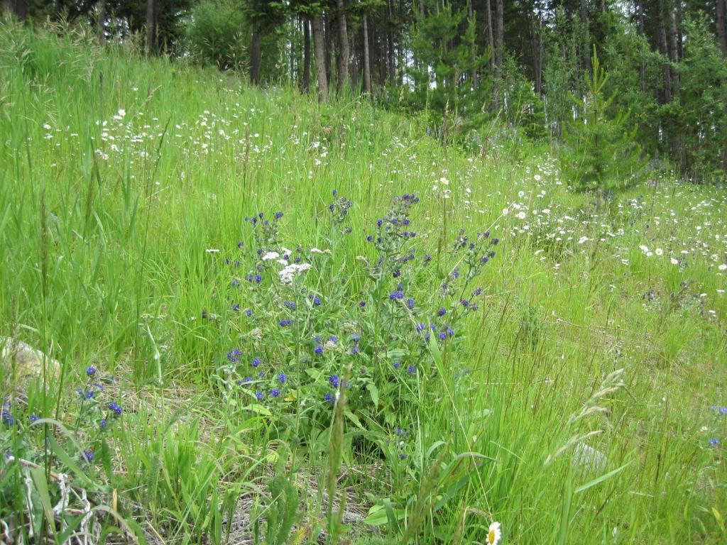 Wild Nature B&B Kelowna Luaran gambar